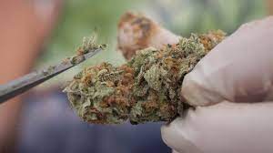 Vancouver Weed Shopping Made Easy: Online Options for Cannabis Lovers post thumbnail image