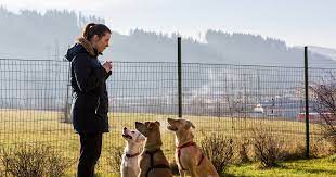 Modern Online Dog Training Training Courses: Nurturing Well-Behaved Dogs post thumbnail image
