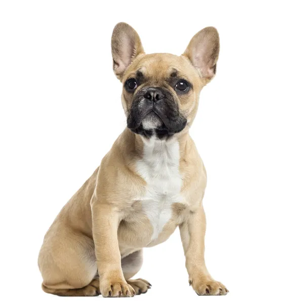 French Bulldog Intelligence: Unleashing the Brainpower of Your Frenchie post thumbnail image