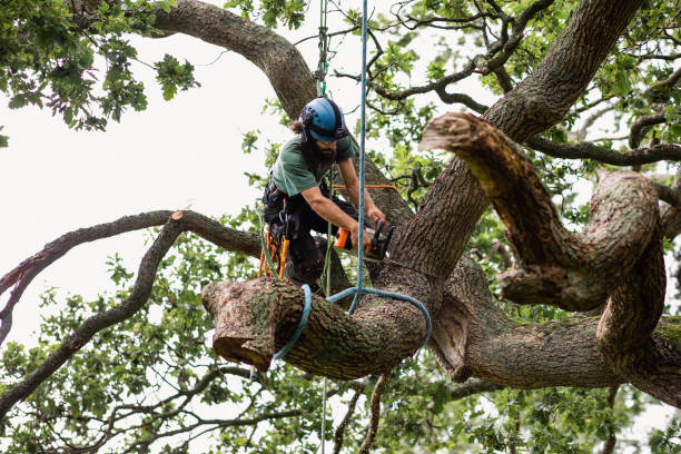 Expert Tree Services in Grants Pass: Enhancing the Health and Appearance of Your Trees post thumbnail image