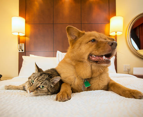 Pampered Pets in Paradise: Experience the VIP Pet Resort Hotel in Las Vegas post thumbnail image