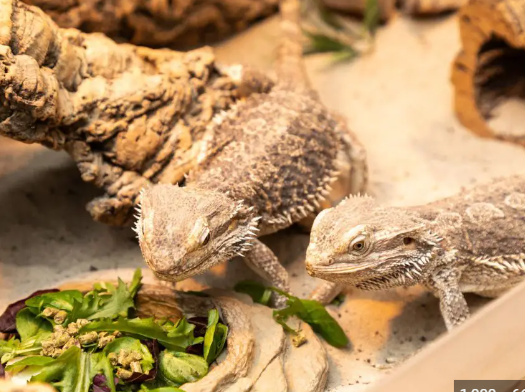 Understanding the Nutritional Value of Cucumbers for Bearded Dragons post thumbnail image
