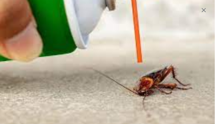 Guarding Your Property from Ants, Roaches, Spiders and also other Intruders post thumbnail image