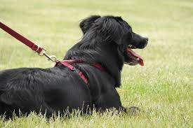 Training Your Dog with the Right Collar: Effective Tools for Obedience post thumbnail image