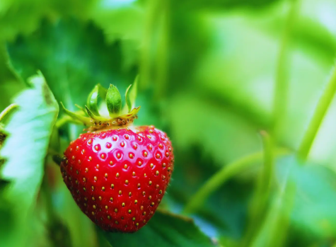 Apple Nutrient Fertilizer: Enhance Fruit Quality and Tree Vitality post thumbnail image