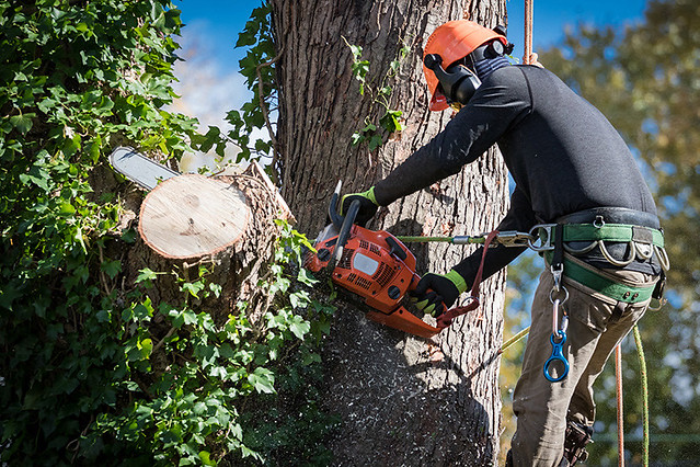 Preserve and Maintain Your Trees: Trust the Knowledge and Skill of Kelowna Arborists post thumbnail image
