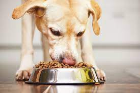 Raw Dog Food and All-Natural Ingredients: Making Informed Choices for Your Pet post thumbnail image