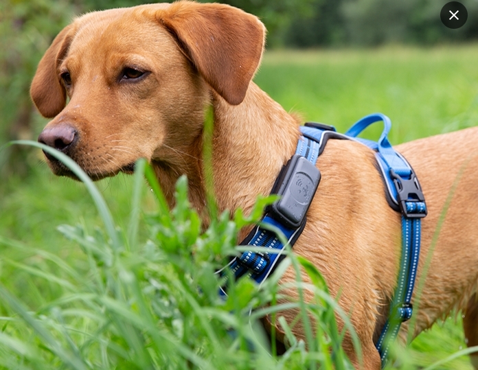 GPS Dog Tracker: Tracking Your Dog’s Movements in Real-Time post thumbnail image
