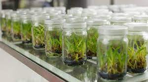 Exquisite and Healthy: Find Tissue Culture Plants for Sale post thumbnail image