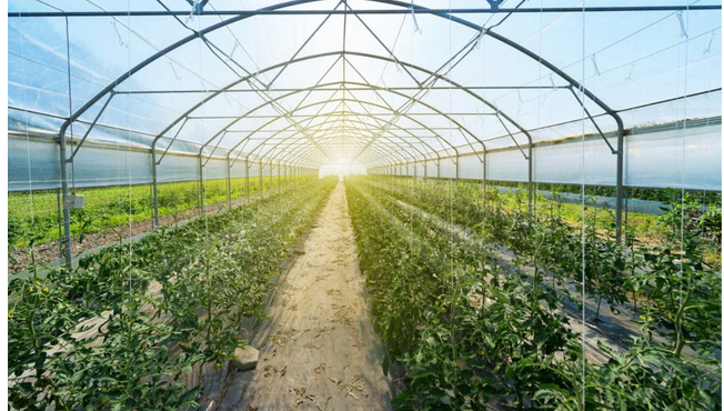 Garden All Year: Discovering Greenhouses for Sale post thumbnail image
