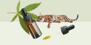 Cat Care Elevated: CBD for Your Furry Companion post thumbnail image