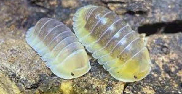 The Beauty of Diversity: Exploring the Wide Variety of Isopods for Sale post thumbnail image