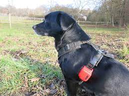 GPS Tracker für Hunde: So behalten Sie Ihren Vierbeiner im Blick post thumbnail image