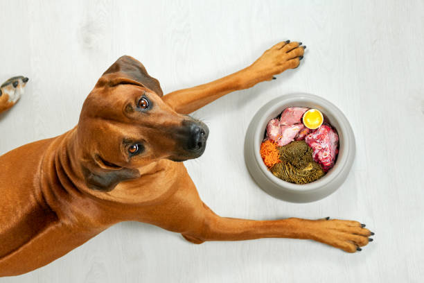 A Pawsitively Healthy Choice: The Raw Dog Food Revolution post thumbnail image