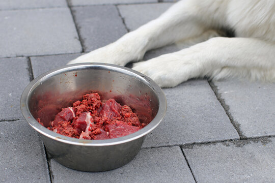 Feeding Your Furry Friend Right: The Raw Dog Food Diet post thumbnail image