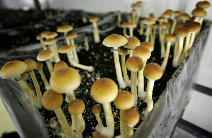 The Psychedelic Frontier: Buying Shrooms in DC post thumbnail image