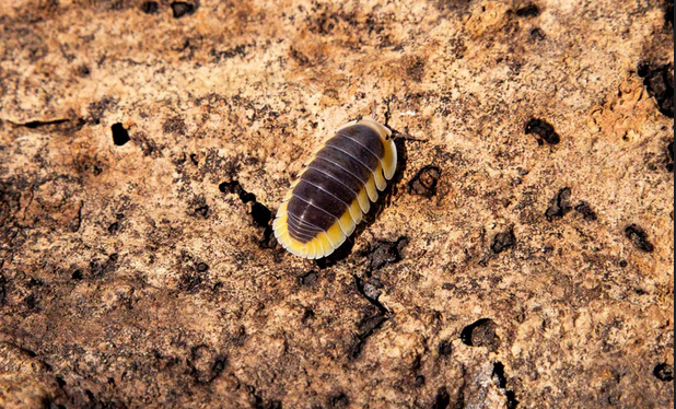 Tiny Tank Companions: Isopods for Sale in the UK post thumbnail image