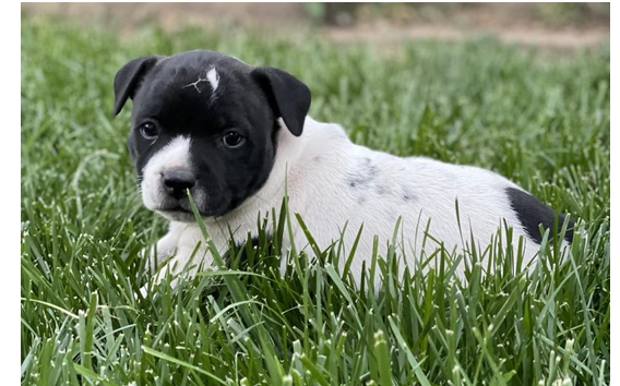 Staffordshire Bull Terrier Bliss: Choosing a Responsible Breeder post thumbnail image