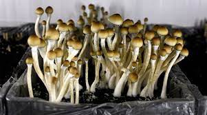 DC Procedure for Magic Mushrooms: An Entire Overview post thumbnail image