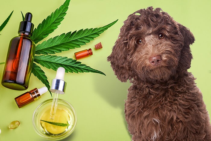 Pawsitively Pure Delights: Exploring CBD Treats for Dogs post thumbnail image