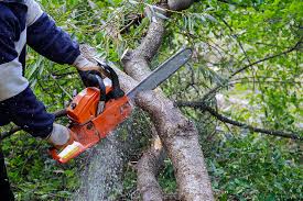 Sapling Savvy: Dedicated Tree Surgeons Macclesfield Trusts post thumbnail image